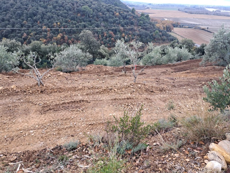 Aménagement d'accès sur terrain accidenté agricole oliveraie à Valensole